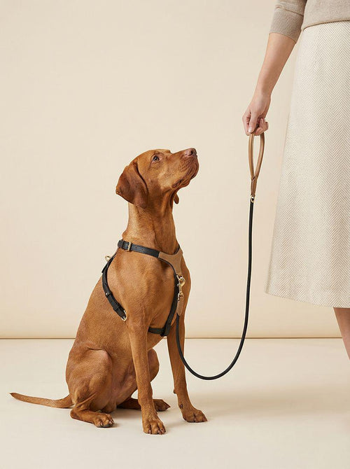 QOYA LEATHER HARNESS